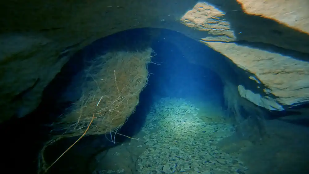 De belles arches scultées au plafond avec des racines partout